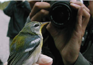 parula_camera_brownstown_5oct2003.jpg