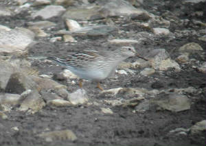 pecsand_1_juv_knockaderry_6oct2004.jpg