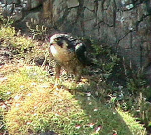 peregrine1_18aug2006.jpg