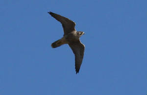 peregrine_17092013_dc_img_7032_medium.jpg