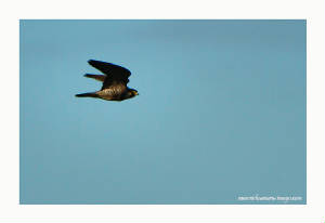peregrine_ewfd_27112012_rz_mg_8420.jpg
