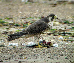 peregrine_nrardmore_snv34293.jpg