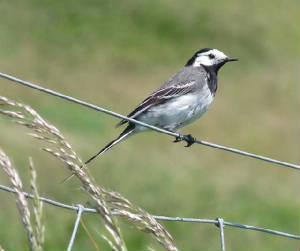 piedwagtail_ramhd_23062009_p1000922ed.jpg
