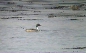 pintail_dungarvan_29012011_snv36760.jpg