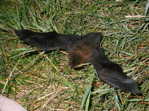 pipistrellesp_brownstownhd_01082009_dscn0660.jpg