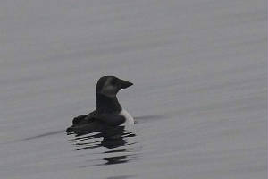 puffin_ardmore_26092009_img_1648_small.jpg