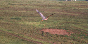 purpleheron_seafield_27032012_foc_img_0026.jpg