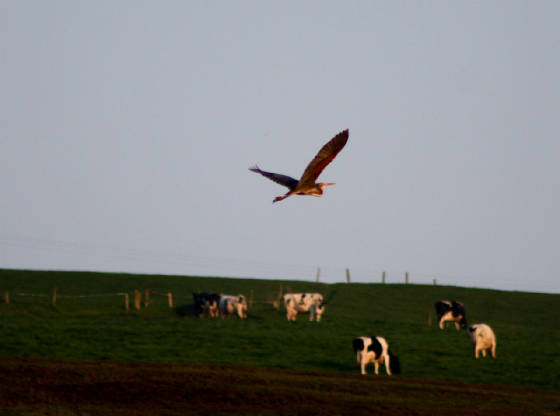 purpleheron_seafield_27032012_foc_img_0029.jpg