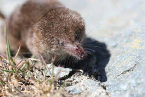 pygmyshrew_ballinclamper_28062010_img_0314_small.jpg