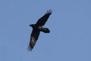 raven_brhd_12102009_img_1839_small.jpg