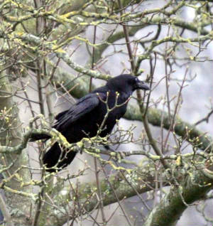 raven_carrickbeg_04032009_img_1632_small.jpg
