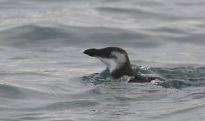 razorbill_offde_dc_28012012_img_2322_medium.jpg
