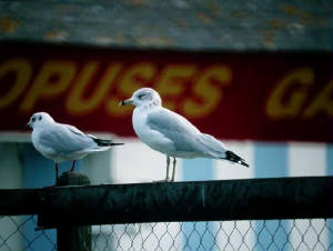 rbgull_ad_3_tramoreboatinglake_oct1993.jpg