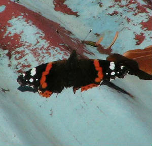 redadmiral_nrlismore_16nov2006.jpg