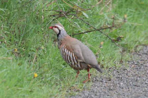 redleggedpartridge_cappagh_27042009_img_0518_small.jpg