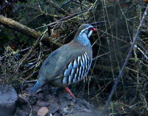 redleggedpartridge_carrignagour_30032010.jpg