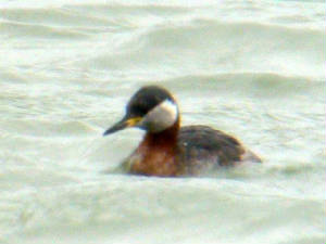 redneckedgrebe_dungarvan_17march2006_1.jpg