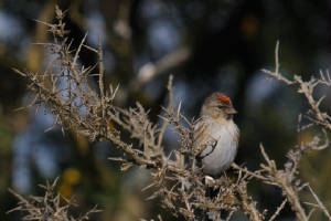 redpoll_knockmealdowns_moor_adm_062015_s.jpg
