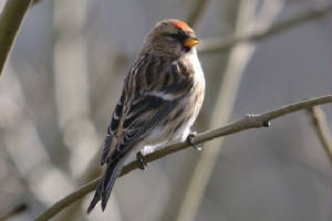 redpolls_carrignagour_04032012_adm_0147.jpg