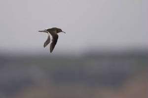 redshank_tramorebstrand_mg_01032012.jpg