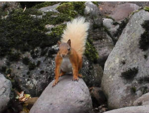 redsquirrel_25072011_1_.jpg