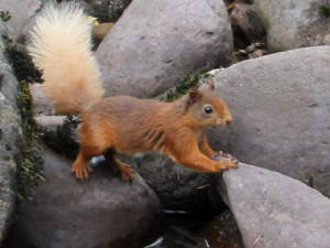 redsquirrel_25072011_2_.jpg