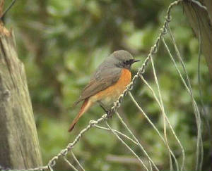 redstart4_brownstown_150406.jpg