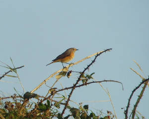 redstart_ballyvooney_09102009_snv34422.jpg