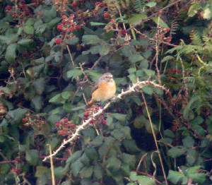 redstart_ballyvooney_09102009_snv34450.jpg