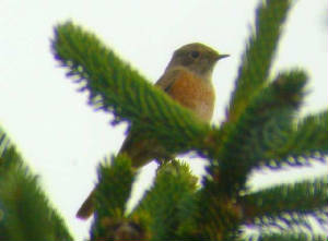 redstart_crobally_10sep2006.jpg