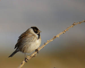 reedbunting_tramore_21032010.jpg