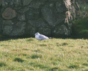 ringbilledgull_tramore_17feb2007.jpg