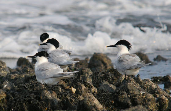 ringed_sandtern_curragh_adm_27032013.jpg