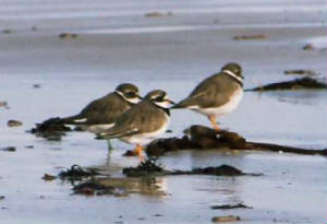 ringedplover_colrgd_20102012_smh_016.jpg