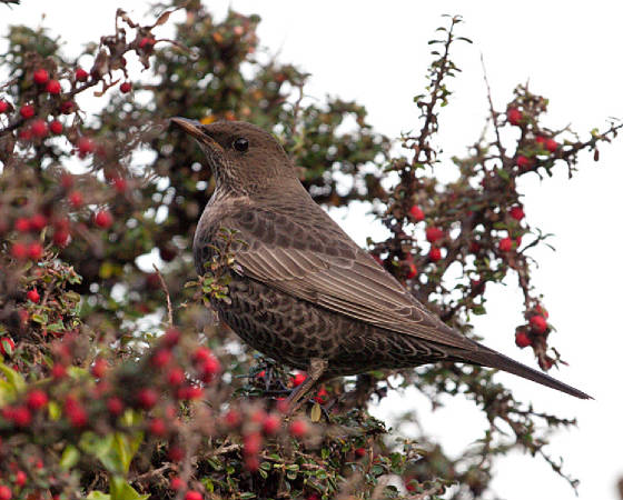 ringouzel1l_ardmore_01112011_gc.jpg