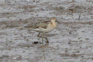 ruff_juv_ballyneety_29082009_img_8886_small.jpg