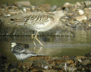 ruff_juvmale_knockaderry_6oct2004.jpg