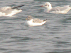 sabinesgull_11a_clonea_27sept2004.jpg