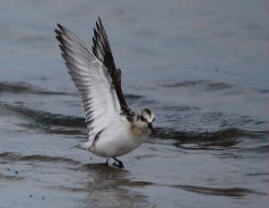 sanderling_ballinclamper_26092009_dsc_0294.jpg