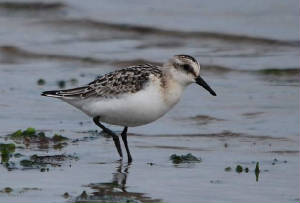 sanderling_ballinclamper_26092009_dsc_0306x.jpg