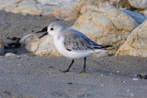 sanderling_clonea_am_05122011.jpg