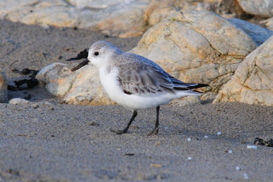 sanderling_clonea_am_05122011.jpg