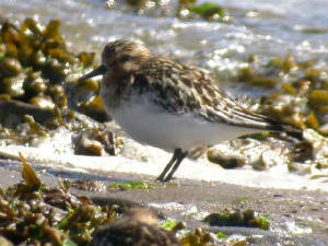 sanderling_cunnigar_1aug2005_2.jpg