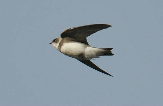 sandmartin_lismore_14032013_adm_crop.jpg