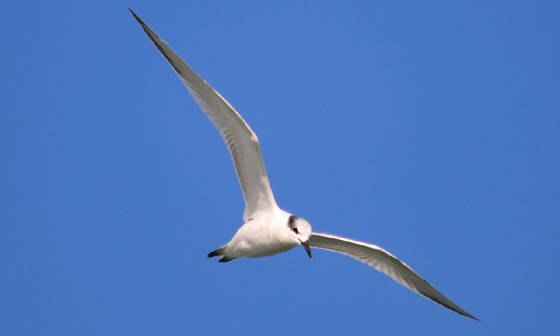 sandtern_ardmore_08092011_am_2.jpg