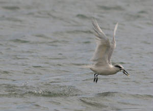 sandtern_curragh_adm_01092012.jpg