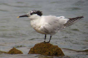 sandwichtern_ballinard_19aug2006.jpg