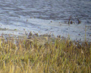 scandrockpipit_annestown_31march2007_p1080559.jpg