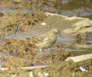 scandrockpipit_annestown_31march2007_p1080595.jpg