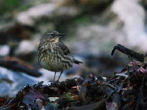 scandrockpipit_cloneastrand_13042009_dsc_0094_.jpg